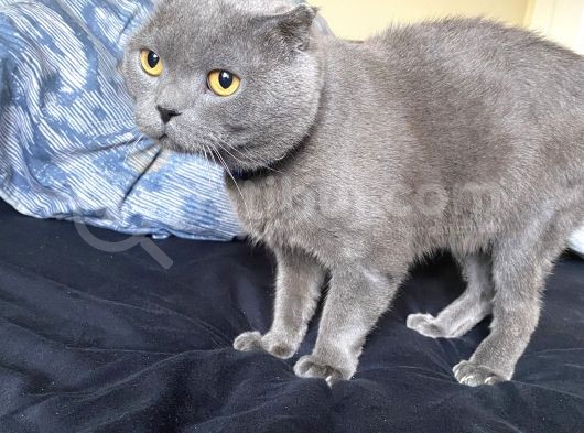 1 Buçuk Yaşında Erkek Kırık Kulak Ayı Surat görsel