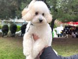 Aşılı Pasaportlu Toypoodle Bebeklerimiz