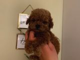 Sağlık Ve Irk Garantili Poodle Bebeklerimiz