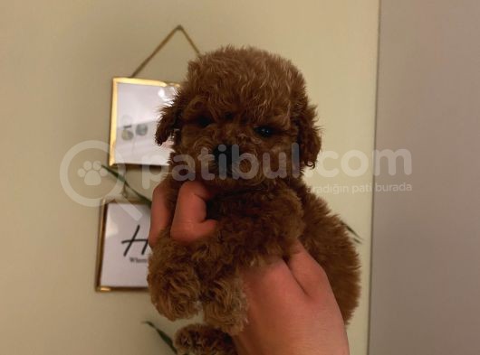 Sağlık Ve Irk Garantili Poodle Bebeklerimiz görsel