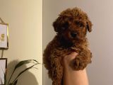 Aşılı Pasaportlu Toypoodle Bebeklerimiz