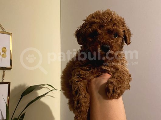 Aşılı Pasaportlu Toypoodle Bebeklerimiz görsel