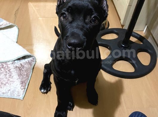 4 Aylık Erkek Cane Corso görsel