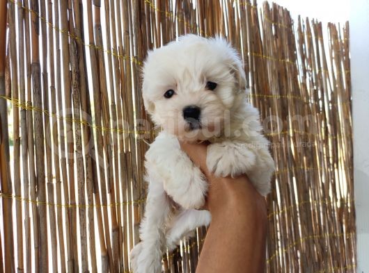 Tea Cup Maltese Terrier Bebeklerimiz görsel