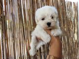 Tea Cup Maltese Terrier Bebeklerimiz