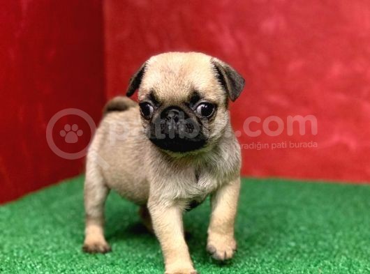 Türki̇ye Ni̇n En Muhteşem Erkek Pug Yavrulari