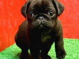 Gözleri̇ni̇zi̇ Kamaştiracak Güzelli̇kte Si̇yah Erkek Pug Mops