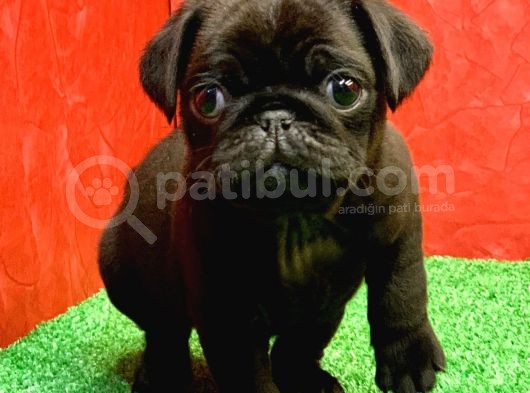 Gözleri̇ni̇zi̇ Kamaştiracak Güzelli̇kte Si̇yah Erkek Pug Mops