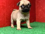 Türki̇ye Ni̇n En Muhteşem Erkek Pug Yavrulari