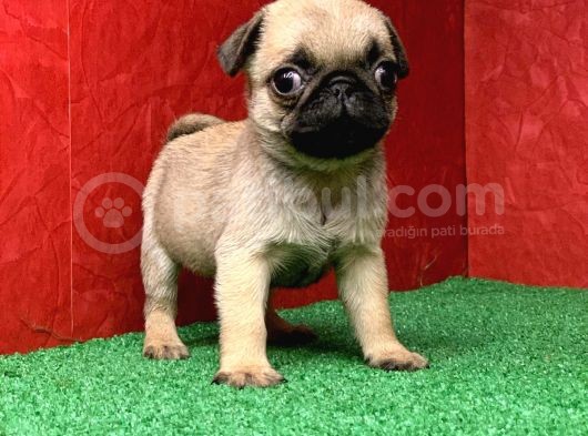 Türki̇ye Ni̇n En Muhteşem Erkek Pug Yavrulari görsel
