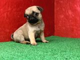 Türki̇ye Ni̇n En Muhteşem Erkek Pug Yavrulari