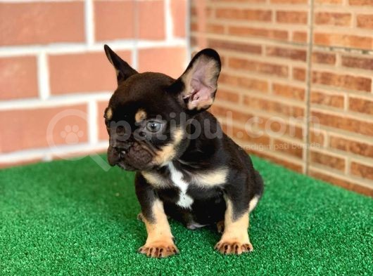 Safkan French Bulldog Black Tan Erkek Yavrumuz görsel