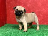 Türki̇ye Ni̇n En Muhteşem Erkek Pug Yavrulari