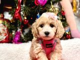 Dizayn Irk Sevimli Maltipoo Yavrular
