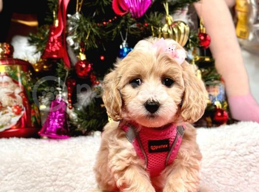 Dizayn Irk Sevimli Maltipoo Yavrular