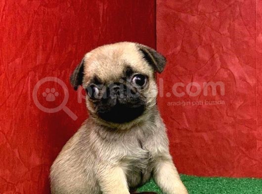 Türki̇ye Ni̇n En Muhteşem Erkek Pug Yavrulari görsel