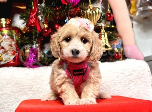 Dizayn Irk Sevimli Maltipoo Yavrular görsel