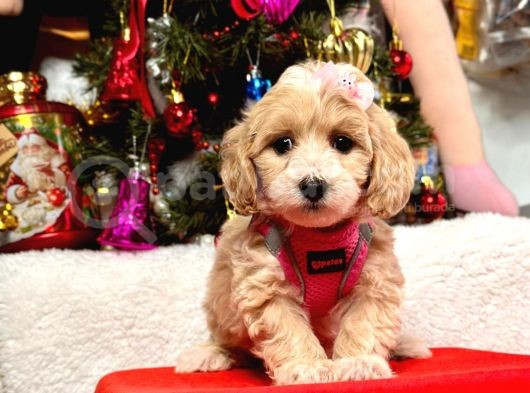 Dizayn Irk Sevimli Maltipoo Yavrular görsel