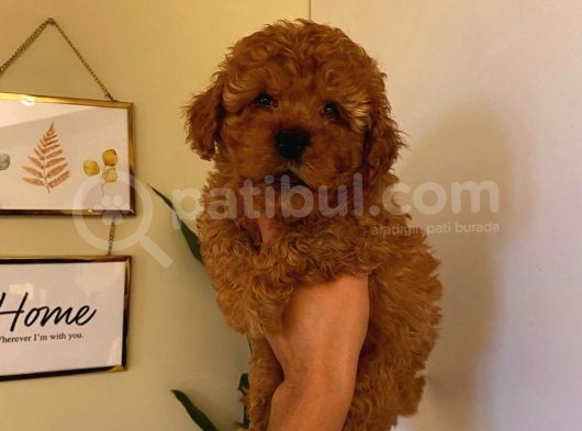 Erkek 2 Aylık Red Toy Poodle görsel
