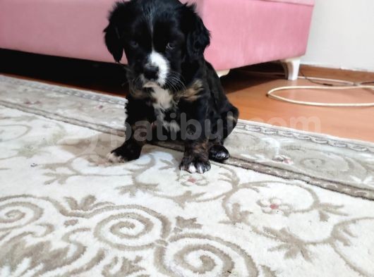 Siyah King Charles görsel