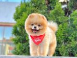 Safkan Pomeranian Boo Teddy Yetişkin