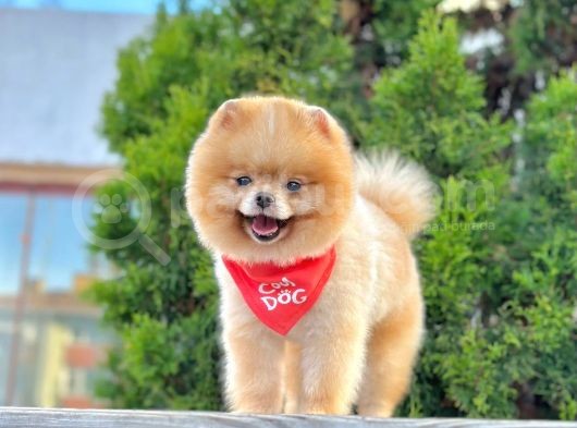 Safkan Pomeranian Boo Teddy Yetişkin görsel