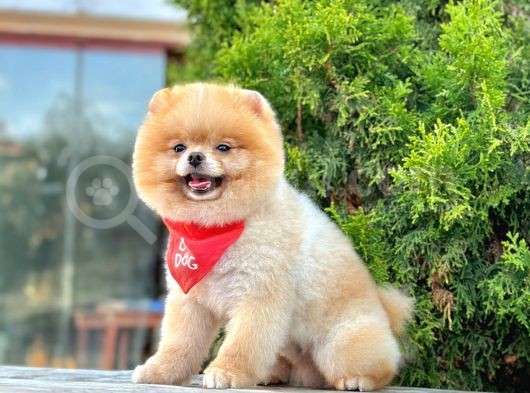 Safkan Pomeranian Boo Teddy Yetişkin görsel