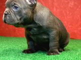 Erkek Güzeli̇ French Bulldog Blue Yavrularimiz