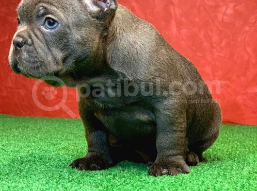 Erkek Güzeli̇ French Bulldog Blue Yavrularimiz görsel