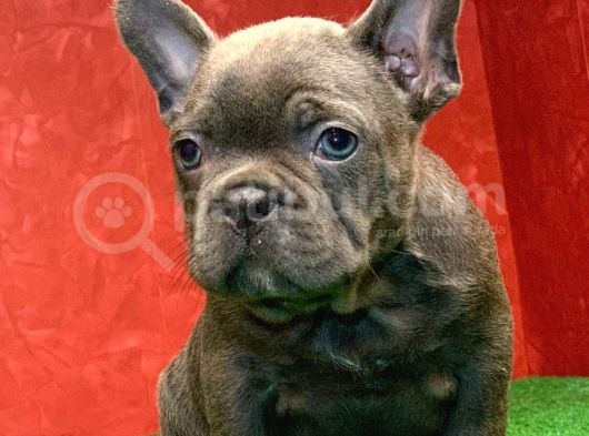Erkek Güzeli̇ French Bulldog Blue Yavrularimiz