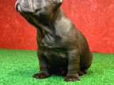 Erkek Güzeli̇ French Bulldog Blue Yavrularimiz
