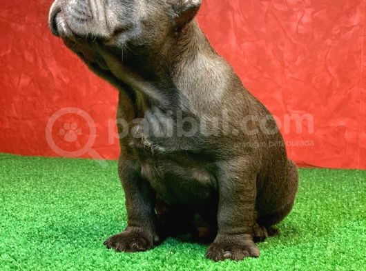 Erkek Güzeli̇ French Bulldog Blue Yavrularimiz görsel