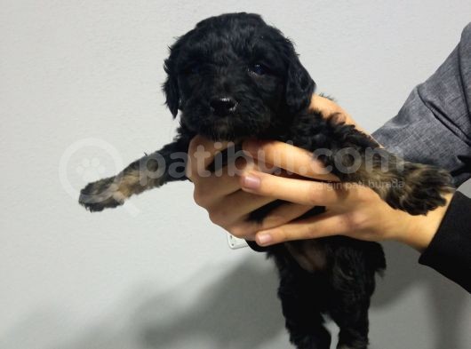Si̇yah Malti̇poo Yavrularimiz Baby Face görsel