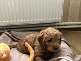 Aşılı Ped Eğitimli Red Maltipoo