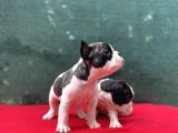 A+ Kali̇te French Bulldog Yavrular!