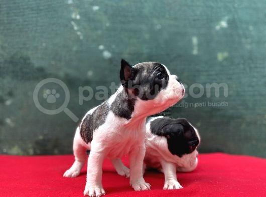 A+ Kali̇te French Bulldog Yavrular! görsel