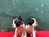 A+ Kali̇te French Bulldog Yavrular!