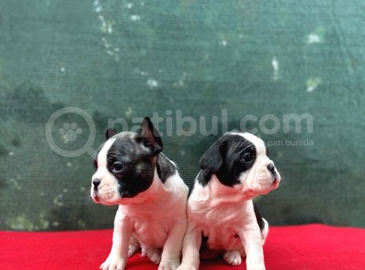 A+ Kali̇te French Bulldog Yavrular! görsel