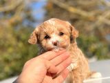 F1 Red Malti̇poo Bebekler