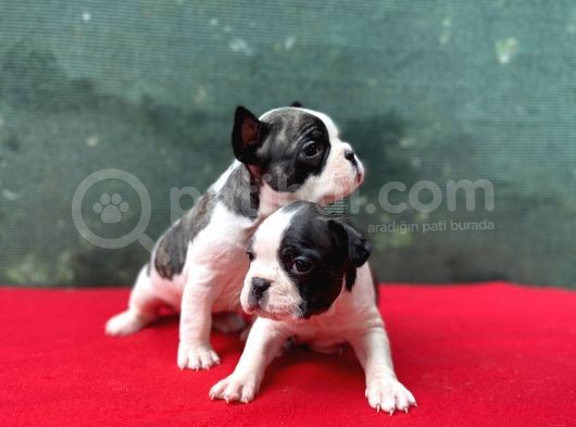A+ Kali̇te French Bulldog Yavrular!
