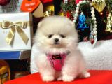 Safkan Teddy  Pomeranian Boo Yavrularımız
