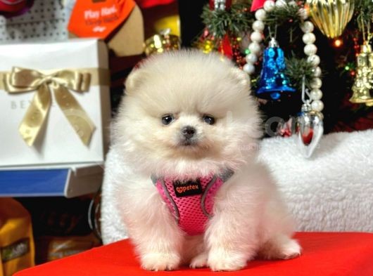 Safkan Teddy  Pomeranian Boo Yavrularımız