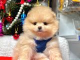 Safkan Teddy  Pomeranian Boo Yavrularımız