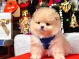 Safkan Teddy  Pomeranian Boo Yavrularımız
