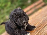 Özel Renk Si̇yah Poodle Bebeği̇mi̇z