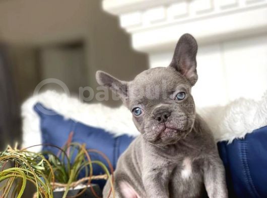 Mavi̇ Gözlü Blue French Bulldog Bebeği̇mi̇z görsel