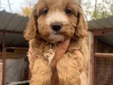 Mükemmel Maltipoo Bebeklerimiz
