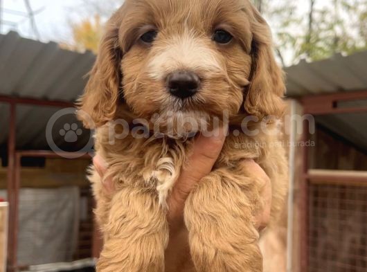 Mükemmel Maltipoo Bebeklerimiz görsel