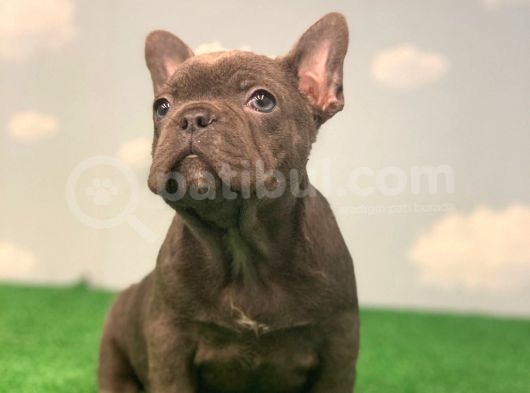 En Özel Renk Blue French Bulldog