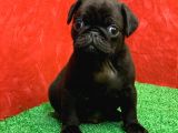 Gözleri̇ni̇zi̇ Kamaştiracak Güzelli̇kte Si̇yah Erkek Pug Mops